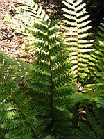 Dryopteris Crassirhizoma (fam Dryopteridacees) (Japon) (02) (Photo F. Mrugala)